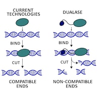 Genome Editing Platforms Image 4