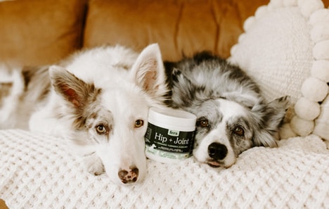 Pet Store Brand Debuts