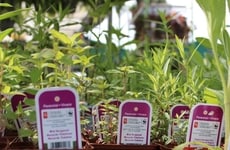 Native Plant-Focused Initiatives