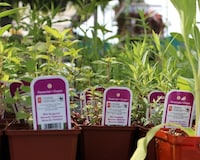 Native Plant-Focused Initiatives