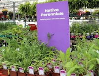 Native Plant-Focused Initiatives Image 2