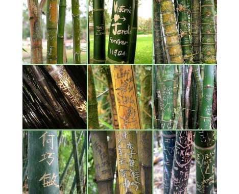 50 Sustainable Bamboo Creations