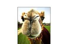 14 Camel Innovations
