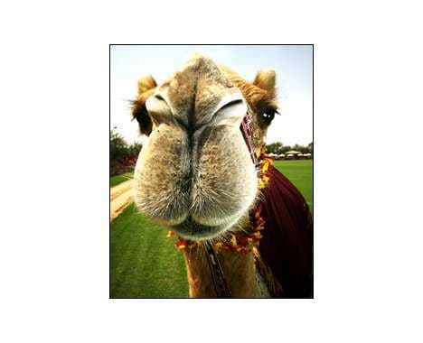 14 Camel Innovations