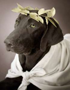 Humanimal Photo Competitions