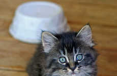 Cute Cursing Kittens