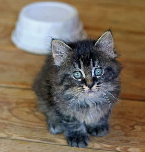 Cute Cursing Kittens