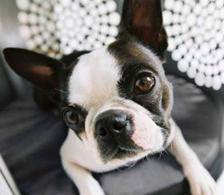 36 Pet-Friendly Places