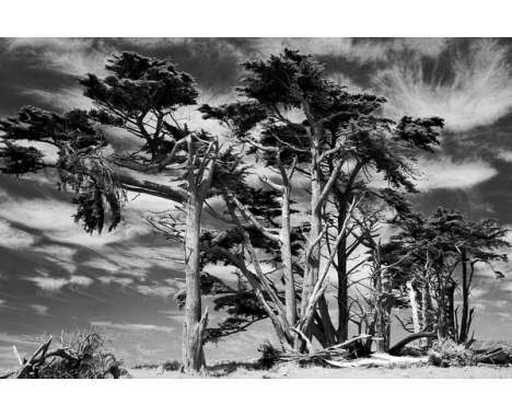 70 Inspired Trees