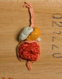 Anatomical Gum Image 2