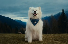 Dog-Starring Sporty Campaigns