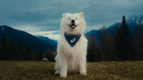 Dog-Starring Sporty Campaigns