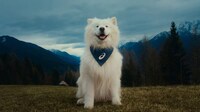 Dog-Starring Sporty Campaigns Image 1