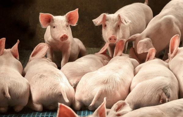 Sustainable Agriculture Projects Article Thubnail