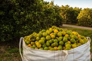 Resilient Fruit Initiatives Article Thubnail
