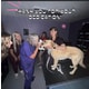 Accessible Dog Training Facilities Image 1