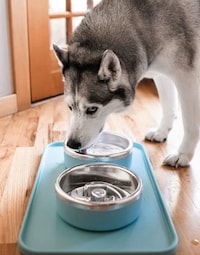 Innovative Pet Feeding Bowls Image 2