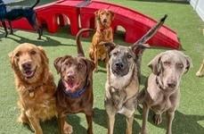 Celebratory Dog Daycare Rebranding