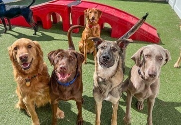 Celebratory Dog Daycare Rebranding