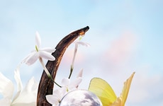 Modern Femininity Fragrances