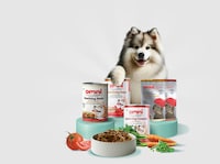 Allergy-Friendly Dog Foods