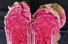 Innovative Genetic Markers