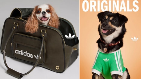 Retro Athletic Pet Accessories