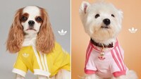 Retro Athletic Pet Accessories Image 8
