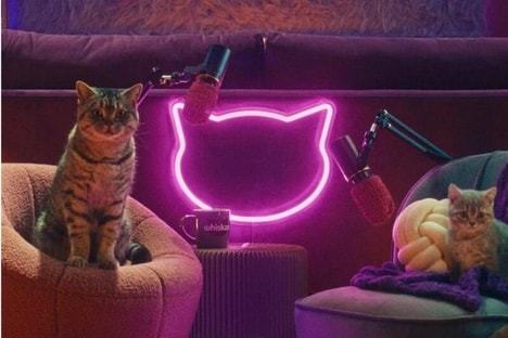 Feline-Hosted Podcasts