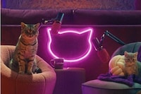 Feline-Hosted Podcasts Image 1