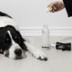 Canadian Pet Care Companies Image 1