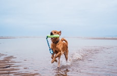 Waterproof Dog Tug Toys
