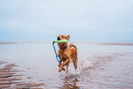 Waterproof Dog Tug Toys