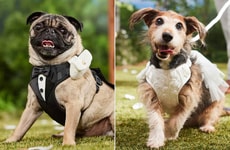 Pet-Specific Wedding Apparel