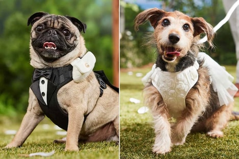 Pet-Specific Wedding Apparel