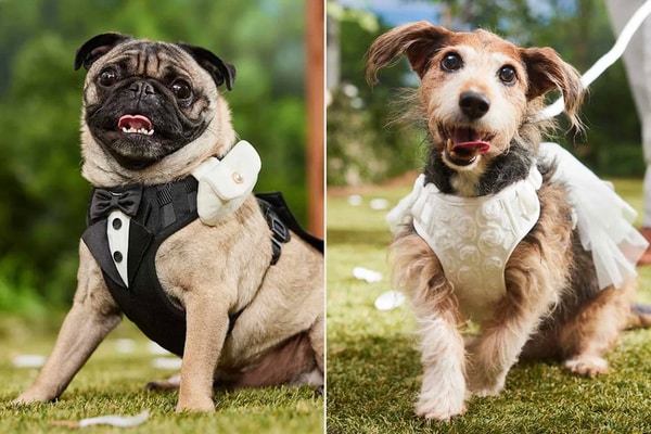 Pet-Specific Wedding Apparel