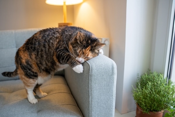 Pet-Safe Pheromone Solutions