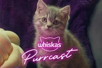 Cat Pet-Care Podcasts