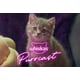 Cat Pet-Care Podcasts Image 1