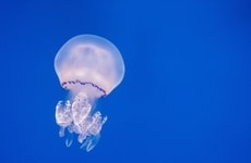 Self-Reliant Jellyfish Cyborgs