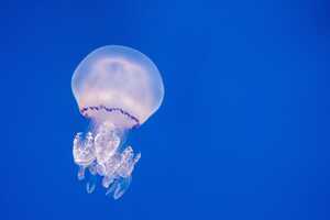 Self-Reliant Jellyfish Cyborgs Article Thubnail