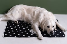 Conscious Pet Capsules Article Thumbnail