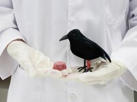 Bird-Aiding Biodegradable Splints Image 2
