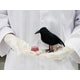 Bird-Aiding Biodegradable Splints Image 2