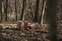 Nature-Inspired Modern Furniture Image 3