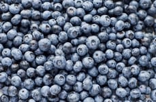 Blueberry Acceleration Programs