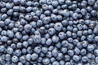 Blueberry Acceleration Programs Image 1
