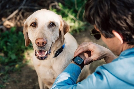AI-Powered Dog Collars