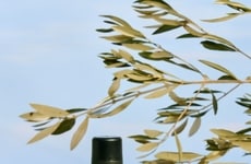 Convenience-Focused Dry Shampoos