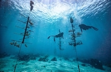 Resort-Based Conservation Efforts